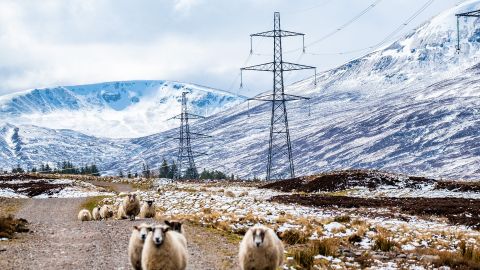 SSEN Transmission Beauly Denny with sheep