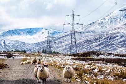 SSEN Transmission Beauly Denny with sheep