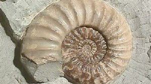 Ammonite